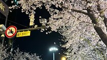 Seoul City Cherry Blossom Private Sightseeing Tour