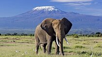 A Day Tour of Amboseli National Park at Mount Kilimanjaro Majesty