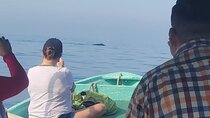 private whale watching at sunset 