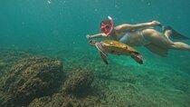 From Dubai Snorkeling Trip In Musandam With Lunch And Transfer