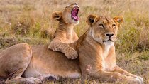 8 Days Tanzania Northern Safari
