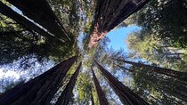 San Francisco Bay Cruise, Muir Woods and Sausalito Combo Tour