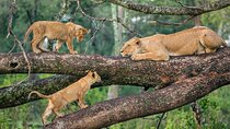 6 Days Luxury Tanzania Lodge Safari
