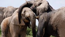 Chobe Private Day Trip A Luxury Safari Experience