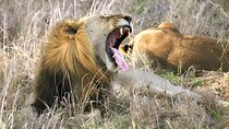 1 Day Trip to Mikumi National Park from Dar es Salaam