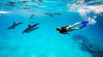 Dolphin House Snorkeling Trip Including Transfers – Marsa Alam