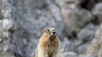 Banff and Yoho Rocky Mountain Discovery Day Tour