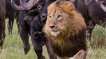 6 Days Group Joining to Mara,Nakuru & Amboseli in upgraded lodges