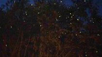 Kuala Selangor Fireflies and Blue Tears Tour with Dinner (SIC)