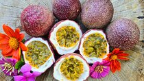 Tasting Tour of Tropical and Exotic Fruits in Panama’s Markets