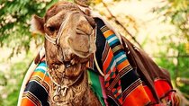 Full Day tour to Jericho and Dead Sea from Jerusalem-small groups