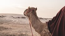 2-Hour Camel Ride in the Majestic Desert with Transfer–Marsa Alam