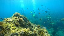 Scuba Diving in Turtle and Ray Area