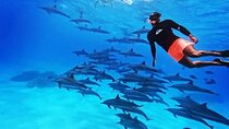 Full-Day Dolphin House Snorkeling Trip with Transfers –Marsa Alam