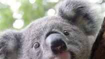 Melbourne Shore Excursion, Wine Region, Wildlife, Shared Tour 