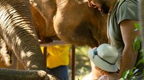 Observing Elephant Nature (NO RIDING NO BATHING)