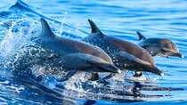 Swimming with Dolphin VIP Snorkeling Sea Trip With Lunch