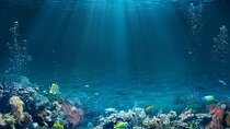Full-Day Snorkeling Adventure In Tiran Island By Boat in Sharm
