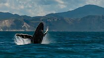 Kaikoura Day Tour From Christchurch 