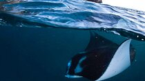 Manta Point Snorkeling and West Coast Tour in Nusa Penida Island