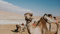 Agafay Desert Camel Ride With Dinner And Sunset Spectacle