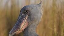 Half day shoe bill tracking at Mabamba Swamps