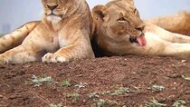 6 Day Group Safari to Mara Nakuru & Amboseli in Foreign Language