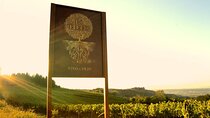 Guided tour and tasting at Fattoria La Leccia