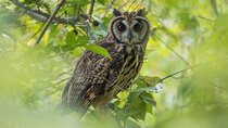 Birdwatching at Agrícola Camelias – A Sustainable Sanctuary