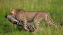 7 Days Hemmingways Safari