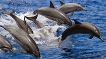 Hurghada Dolphin House Trip Snorkelling, Water sports and lunch