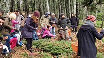 Mushroom Farm Tour with Lunch From Athens