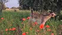 Rescue Farm Visit in Marrakech Countryside