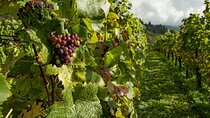 Dream Wine Tour from Athens 5 days