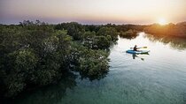 Al Thakira Mangrove Kayaking Adventure With Transfer