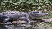 Everglades Alligator Airboat Adventure from Miami 