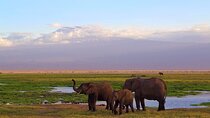 Kenya Safari Adventure 5Days/4Nights (comfort Plus )