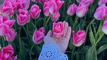 Private Tour in Tesla from Amsterdam to Keukenhof & Tulip Fields