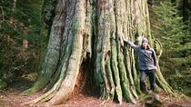 Ancient Trees of Vancouver Walking Tour