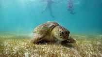 Tour Tulum, Cenote and Swim with Turtles in Akumal 