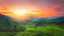 Experience Cameron Highland Sharing Tour