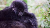 AFCON 2022 & South Cameroon Safari 4 Days 3 Nights