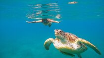 Turtle and Reef Sanctuary Snorkeling