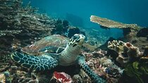 Half Day Blue Lagoon and Tanjung Jepun Snorkeling
