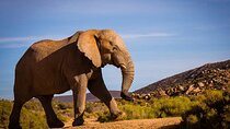 From Cape Town Aquila Game Reserve Sunset Safari Inclusive 