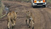 Nairobi National Park Giraffe Center and Carnivore Restaurant 