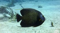 Scuba Diving in Playa del Carmen or Tulum