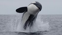 Kaikoura Private Whale Watching Day Trip from Christchurch