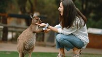 From Sydney Blue Mountains Private Tour with Wildlife Park 