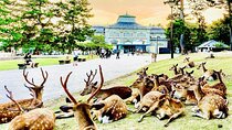 Kyoto/Osaka: Kyoto and Nara Customized Private Guided Tour